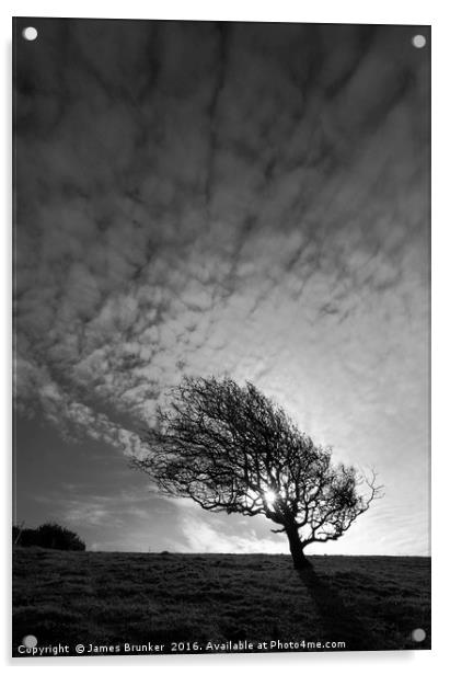 Windswept Blackthorn Tree In Winter Black & White Acrylic by James Brunker