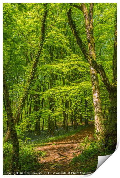 Cardiff Woodland in Spring Print by Nick Jenkins