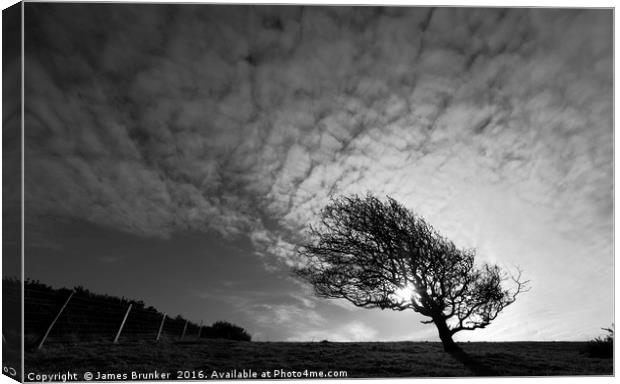 Windswept Blackthorn Tree In Winter Monochrome Canvas Print by James Brunker