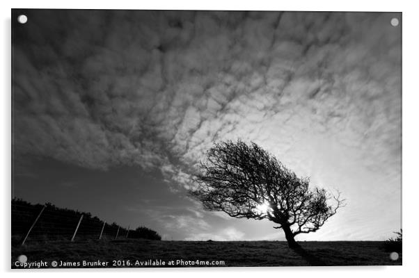 Windswept Blackthorn Tree In Winter Monochrome Acrylic by James Brunker