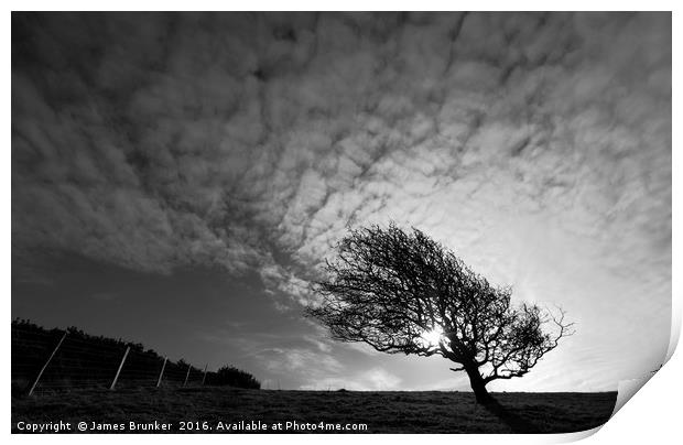 Windswept Blackthorn Tree In Winter Monochrome Print by James Brunker