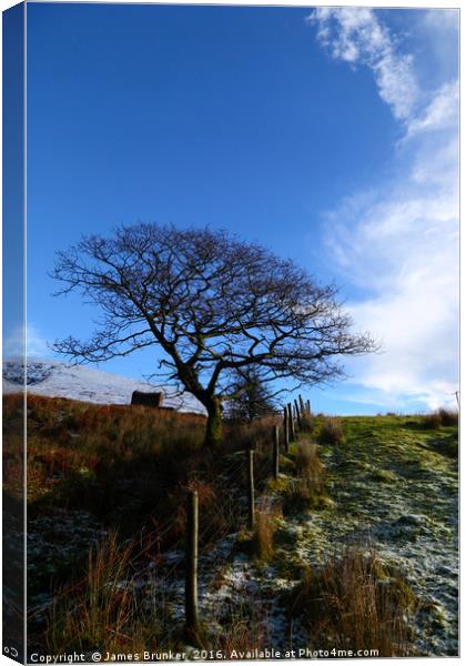 Winter Oak Tree South Wales Canvas Print by James Brunker