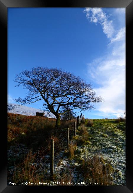 Winter Oak Tree South Wales Framed Print by James Brunker