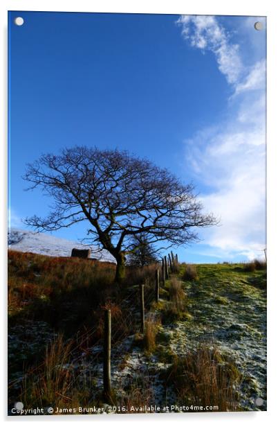 Winter Oak Tree South Wales Acrylic by James Brunker