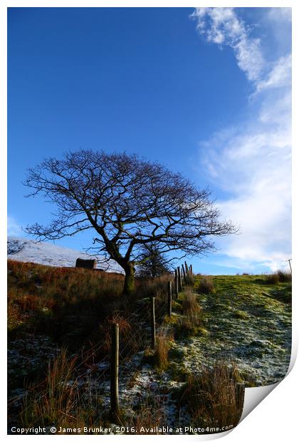 Winter Oak Tree South Wales Print by James Brunker
