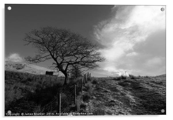 Winter Oak Tree in Black and White Wales Acrylic by James Brunker