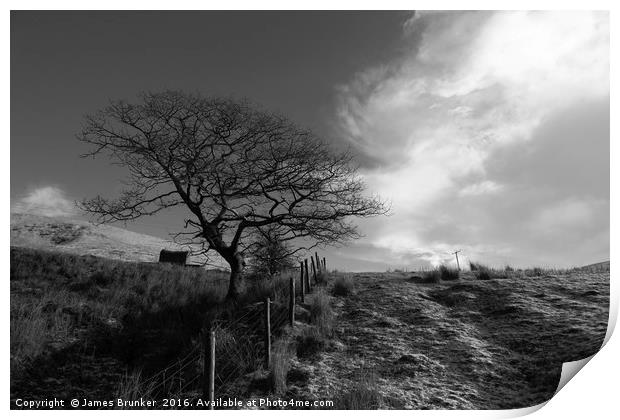 Winter Oak Tree in Black and White Wales Print by James Brunker