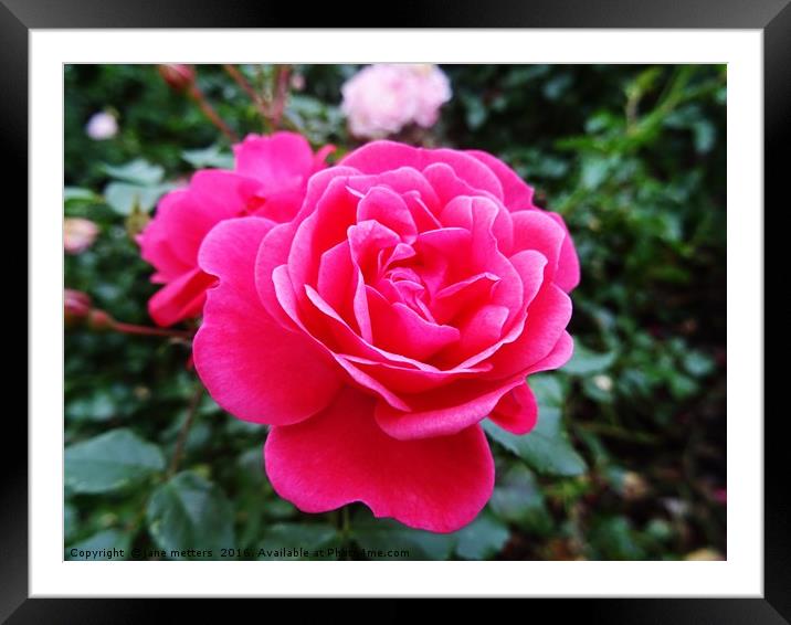 Pink Rose Framed Mounted Print by Jane Metters