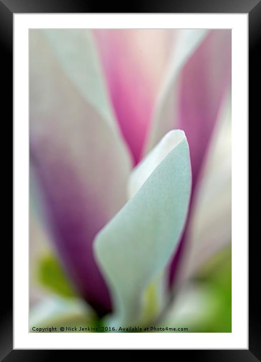 Artistically Presented Magnolia Flower in Spring  Framed Mounted Print by Nick Jenkins
