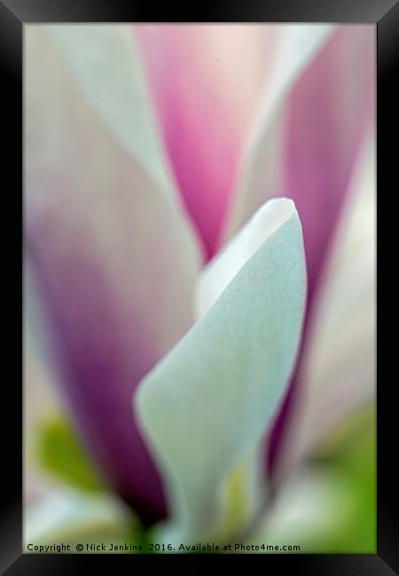 Artistically Presented Magnolia Flower in Spring  Framed Print by Nick Jenkins