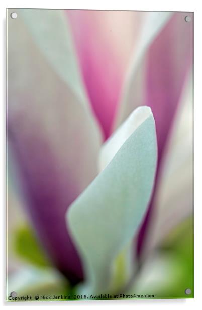 Artistically Presented Magnolia Flower in Spring  Acrylic by Nick Jenkins
