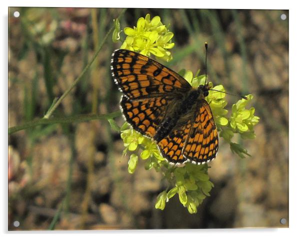 Heath Fritillary Butterfly Acrylic by Jacqi Elmslie