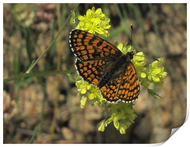 Heath Fritillary Butterfly Print by Jacqi Elmslie