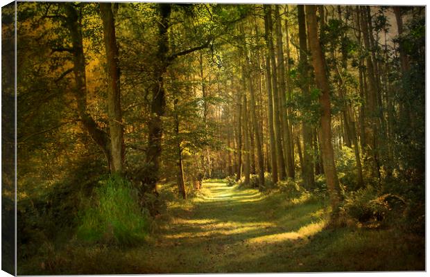 Sunlight in the woods Canvas Print by Irene Burdell