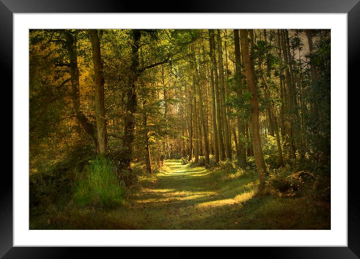 Sunlight in the woods Framed Mounted Print by Irene Burdell