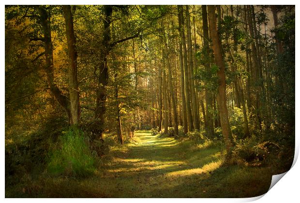 Sunlight in the woods Print by Irene Burdell