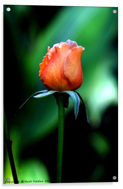 The Rose  Acrylic by Hush Naidoo