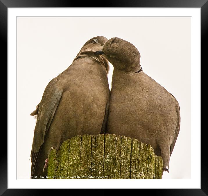 Cute Collar Doves Framed Mounted Print by Tom Dolezal