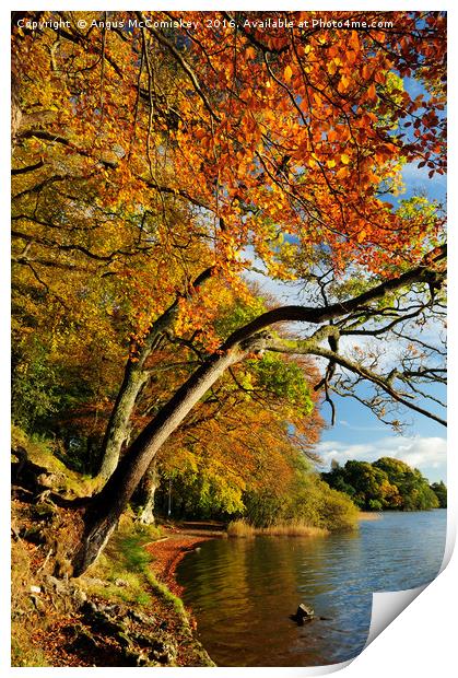 Autumn colours by Lake of Menteith Print by Angus McComiskey