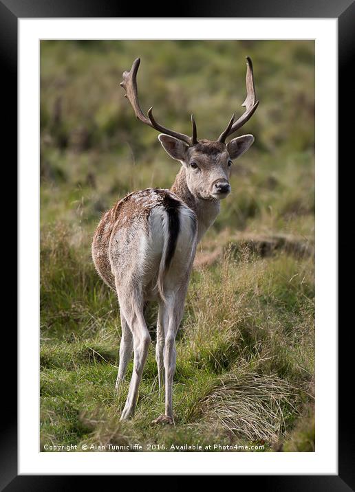Fallow deer stag Framed Mounted Print by Alan Tunnicliffe