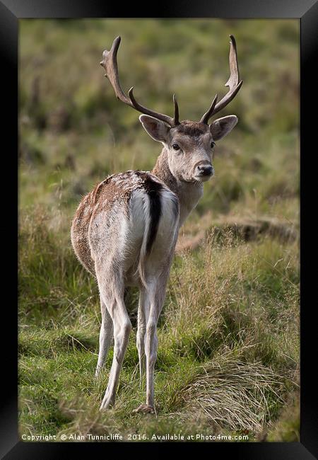 Fallow deer stag Framed Print by Alan Tunnicliffe