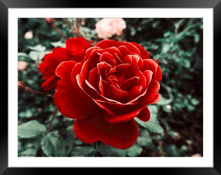 Red Rose Of Love Framed Mounted Print by Jane Metters