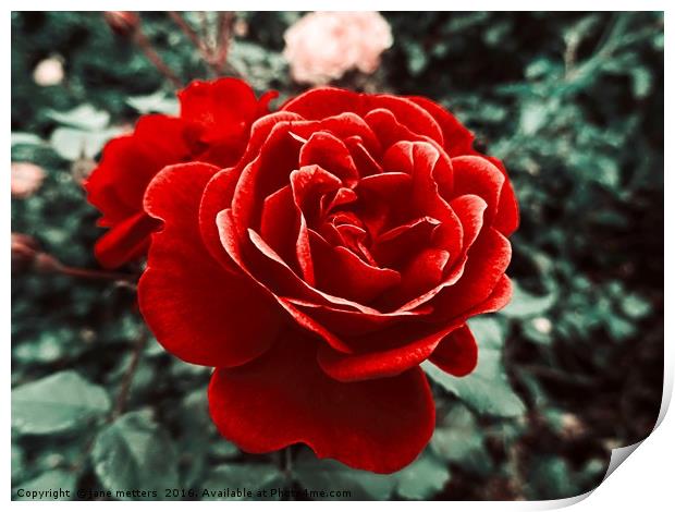 Red Rose Of Love Print by Jane Metters
