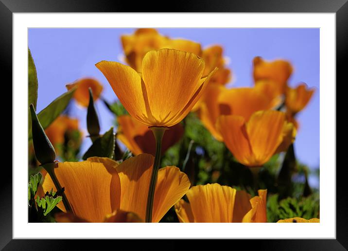 Orange Flowers Framed Mounted Print by Jon Kondrath