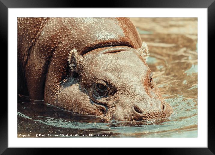 Common Hippopotamus (Hippopotamus Amphibius) In Af Framed Mounted Print by Radu Bercan