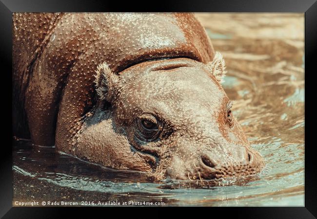 Common Hippopotamus (Hippopotamus Amphibius) In Af Framed Print by Radu Bercan