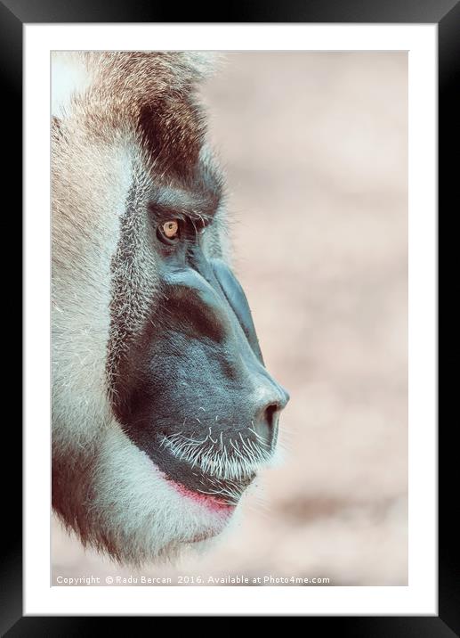 Drill Monkey (Mandrillus Leucophaeus) Portrait Framed Mounted Print by Radu Bercan