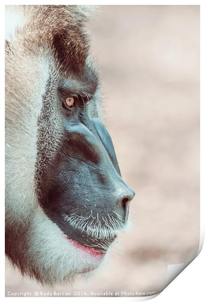Drill Monkey (Mandrillus Leucophaeus) Portrait Print by Radu Bercan
