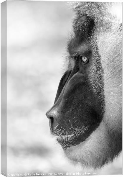 Drill Monkey (Mandrillus Leucophaeus) Portrait Canvas Print by Radu Bercan