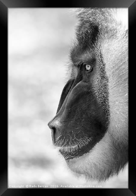 Drill Monkey (Mandrillus Leucophaeus) Portrait Framed Print by Radu Bercan