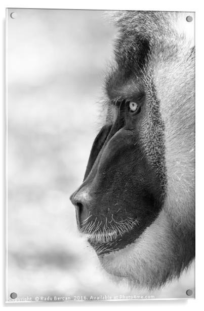 Drill Monkey (Mandrillus Leucophaeus) Portrait Acrylic by Radu Bercan
