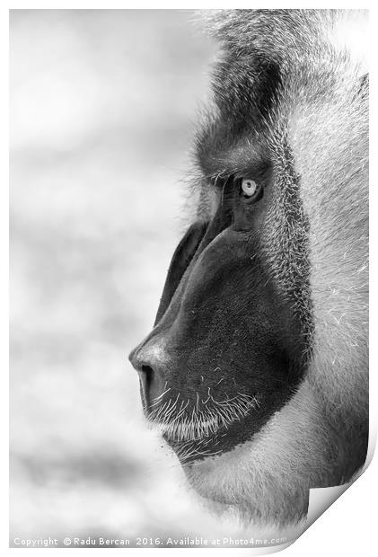 Drill Monkey (Mandrillus Leucophaeus) Portrait Print by Radu Bercan