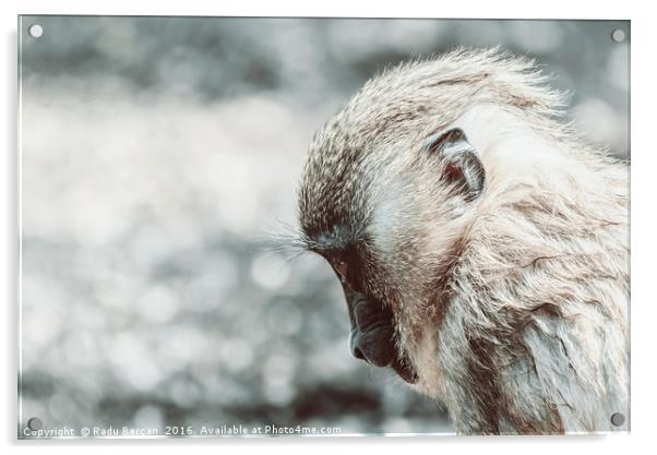 Baby Drill Monkey (Mandrillus Leucophaeus) Acrylic by Radu Bercan