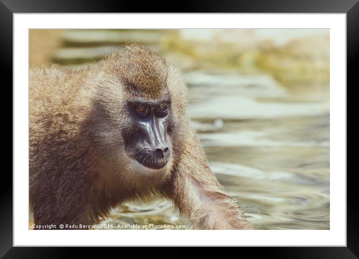 Baby Drill Monkey (Mandrillus Leucophaeus) Framed Mounted Print by Radu Bercan