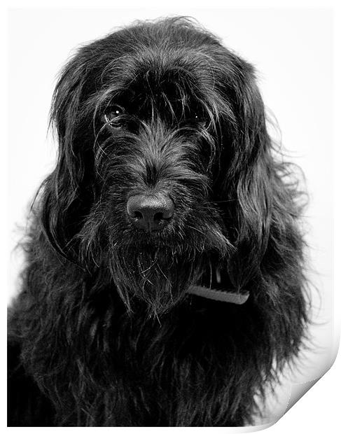 F1 black mini Labradoodle Print by K. Appleseed.