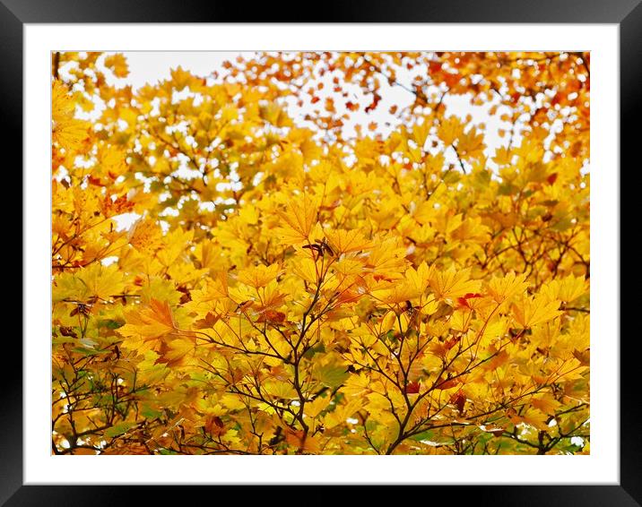 Autumn Leaves        Framed Mounted Print by Victor Burnside