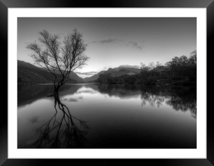 Lone Tree  Llyn Padarn Snowdonia Framed Mounted Print by Darren Wilkes