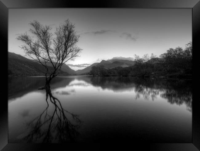 Lone Tree  Llyn Padarn Snowdonia Framed Print by Darren Wilkes