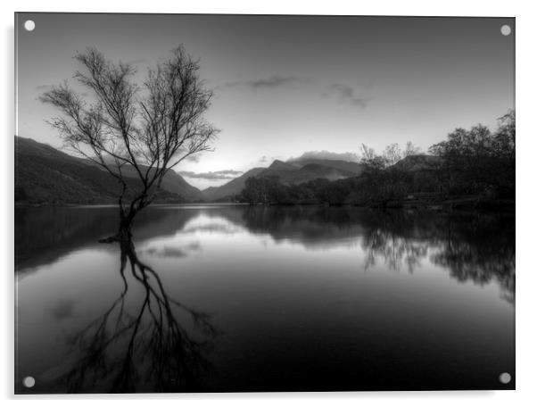 Lone Tree  Llyn Padarn Snowdonia Acrylic by Darren Wilkes