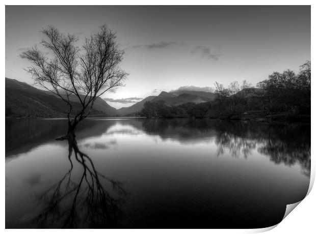 Lone Tree  Llyn Padarn Snowdonia Print by Darren Wilkes