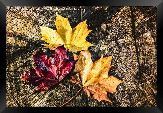 Autumn Leaves Framed Print by Steve Morris
