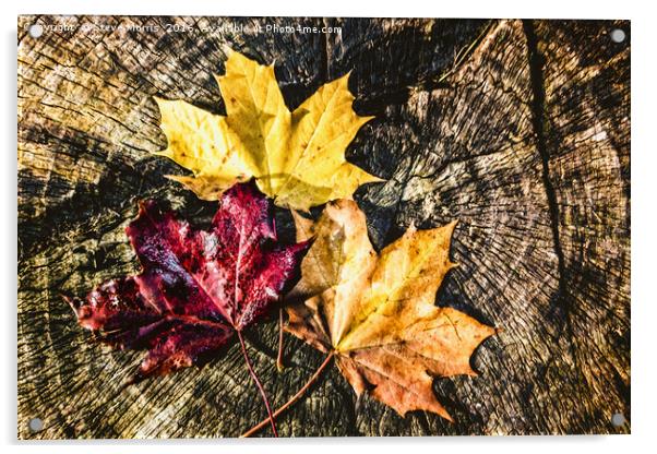 Autumn Leaves Acrylic by Steve Morris