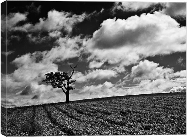 Lonely Tree B&W Canvas Print by Paul Macro