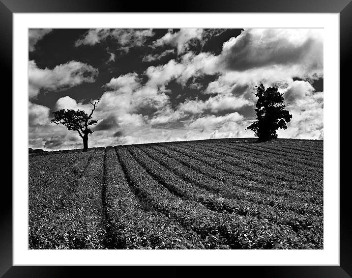 Isolated tree in field with moody sky Framed Mounted Print by Paul Macro