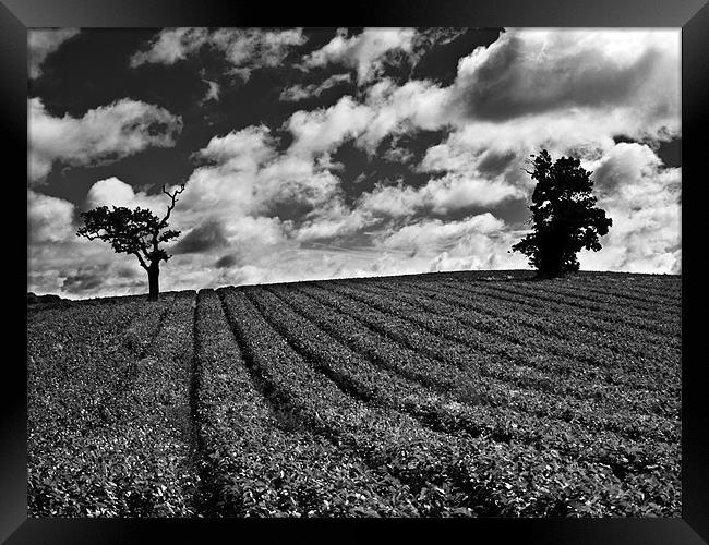 Isolated tree in field with moody sky Framed Print by Paul Macro