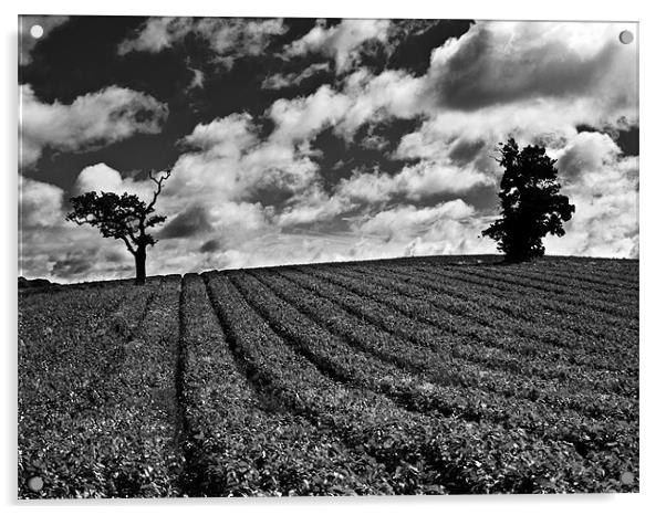 Isolated tree in field with moody sky Acrylic by Paul Macro